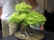 image nbpm-bonsai-jpg