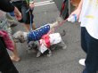 image yukata-dogs-jpg